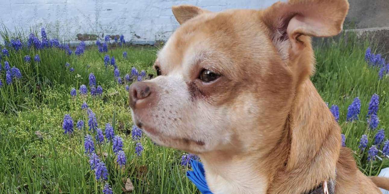 Prancer the Chihuahua looking slightly angry in a field of purple flowers