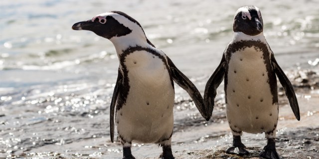 Two Penguins Hold Hands on a beach at sunset.