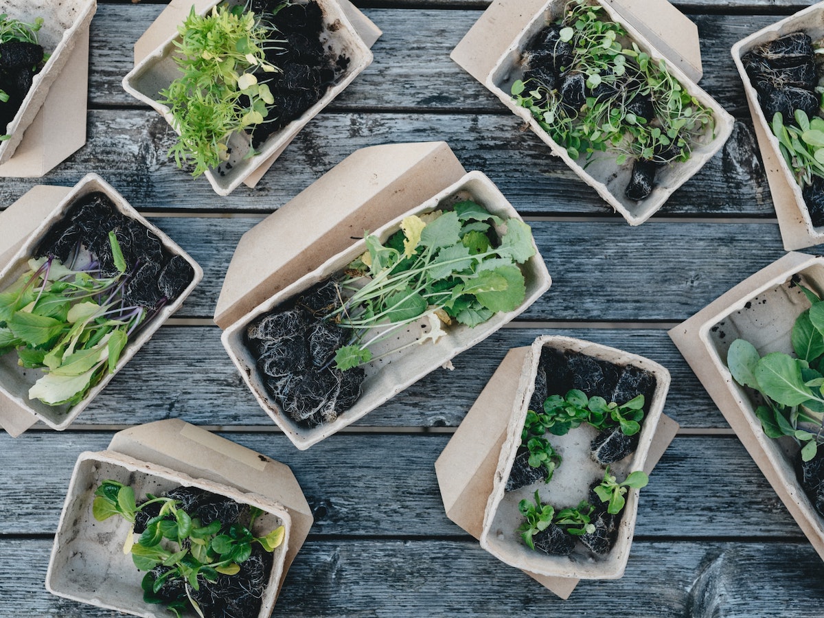 An overhead photo of several baskets of arugula. Arugula is a great plant to grow from seed with succession planting throughout spring!