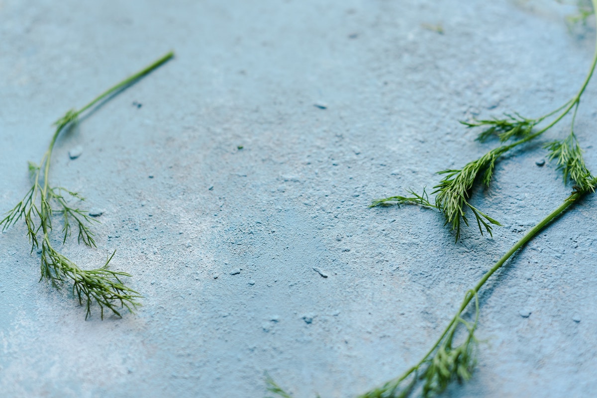 A close up photo of two small sprigs of dill spread sparsely across a white background. It is not too late to plant dill seeds this May and throughout the spring.