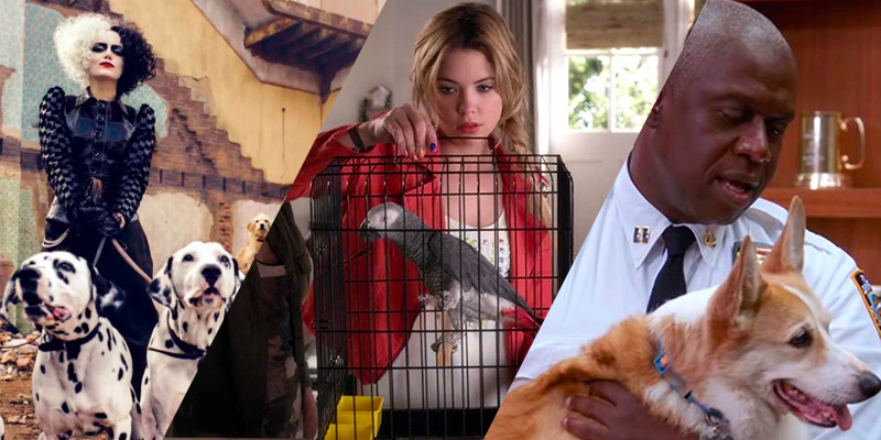 Three photo collage: Cruella with some Dalmations on a leash, Hanna Marin with a Parrot, and Captain Holt with his dog Cheddar