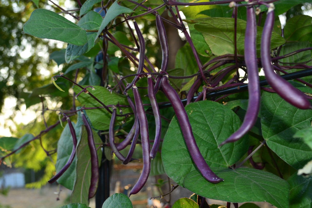 Purple, shiny pods of pole beans are seen hanging among deep green leaves, dappled in sunlight.
