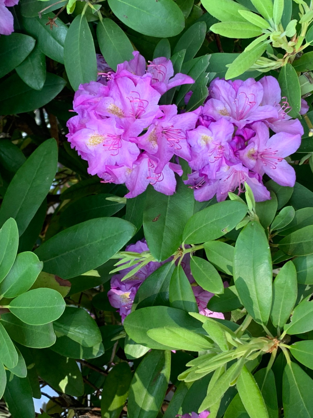Purple flowers on a plant with long green leaves.