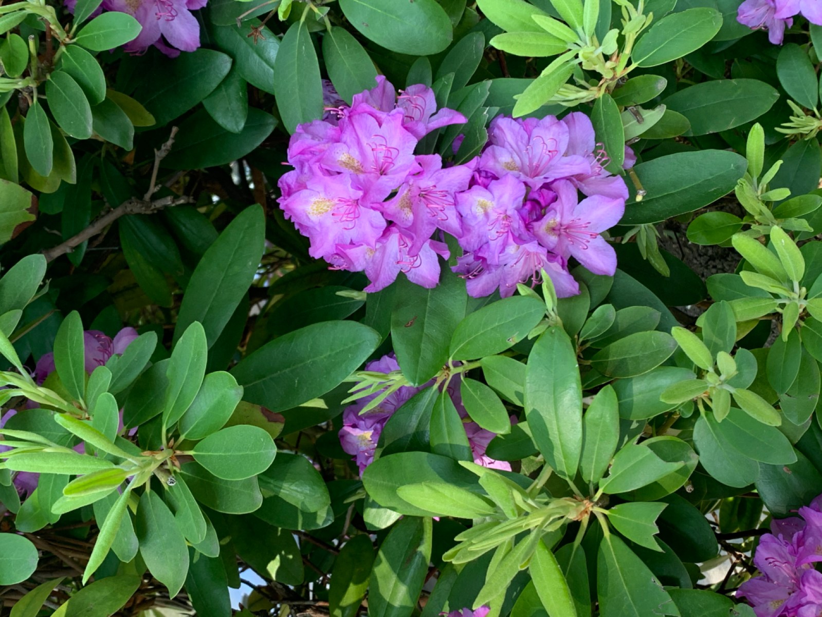 Purple flowers on a plant with long green leaves.