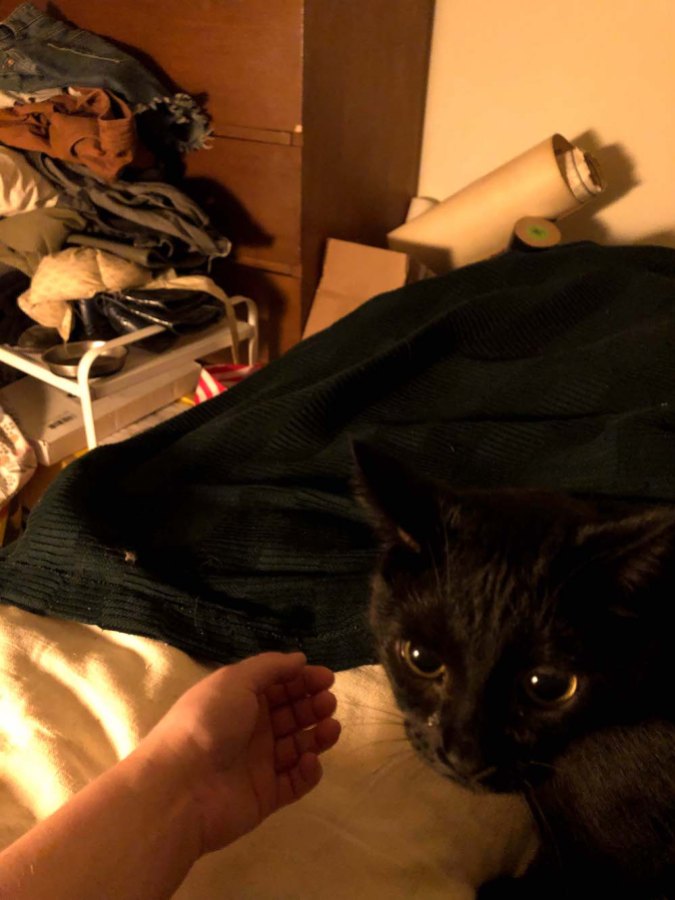 A photo taken from Rachel's perspective while sitting up in her bed, showing that beyond the borders of the bed is a pile of clothes, furniture and posters; the cat is visible on her lap