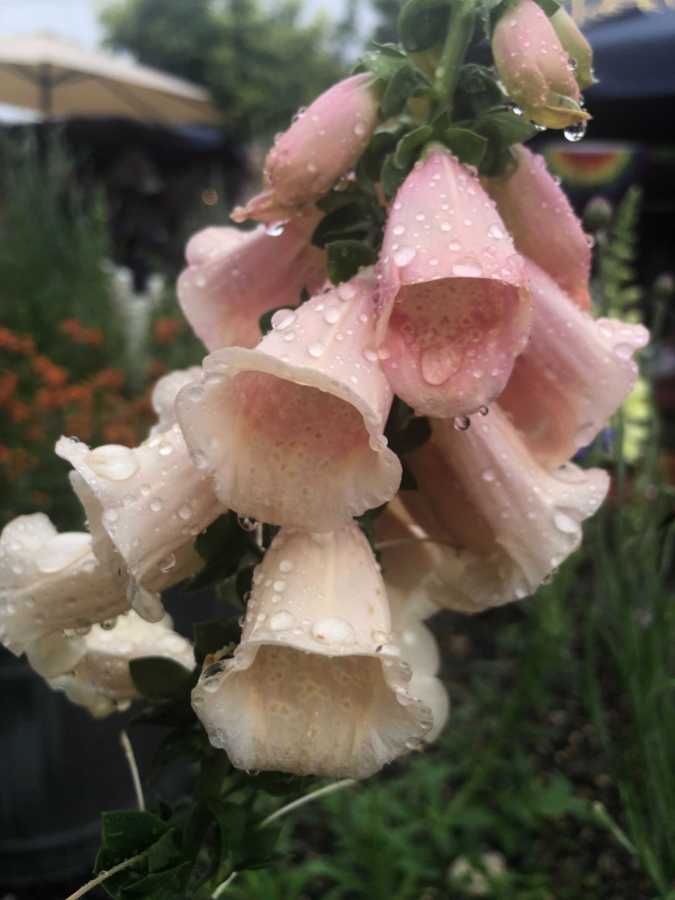 Some dew covered, beautiful bell-shaped blush pink flowers