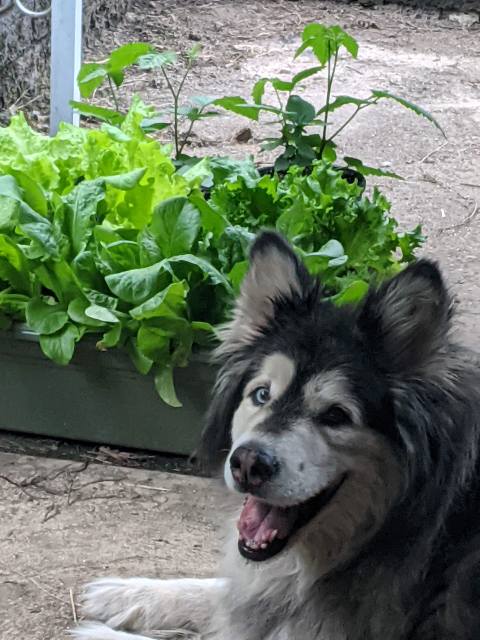 Mya the dog in front of some lettuce