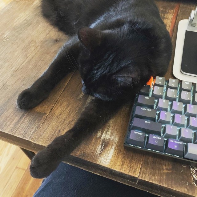 Heather Hogan's black cat sprawls next to her keyboard 
