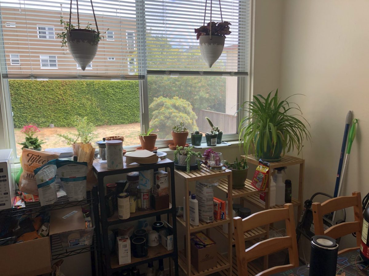 An image of a person's kitchen set up, with a number of low shelve in front of a window. In front of the window are two hanging plants. The shelves have various coffee, teas and kitchen supplies on them.