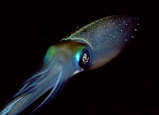 Profile photo of Gay Squid