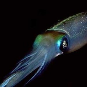 Profile picture of Gay Squid