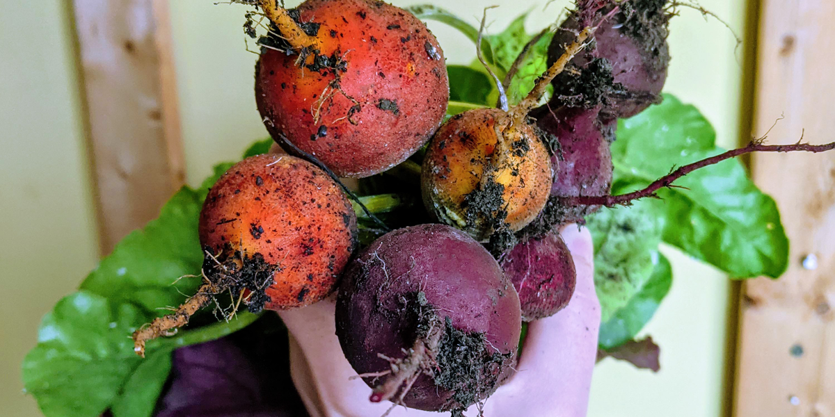 yellow-orange and purple beets nicole grew, pictured here clutched in their hand. they will be planting even more of these types of beets in their fall vegetable garden