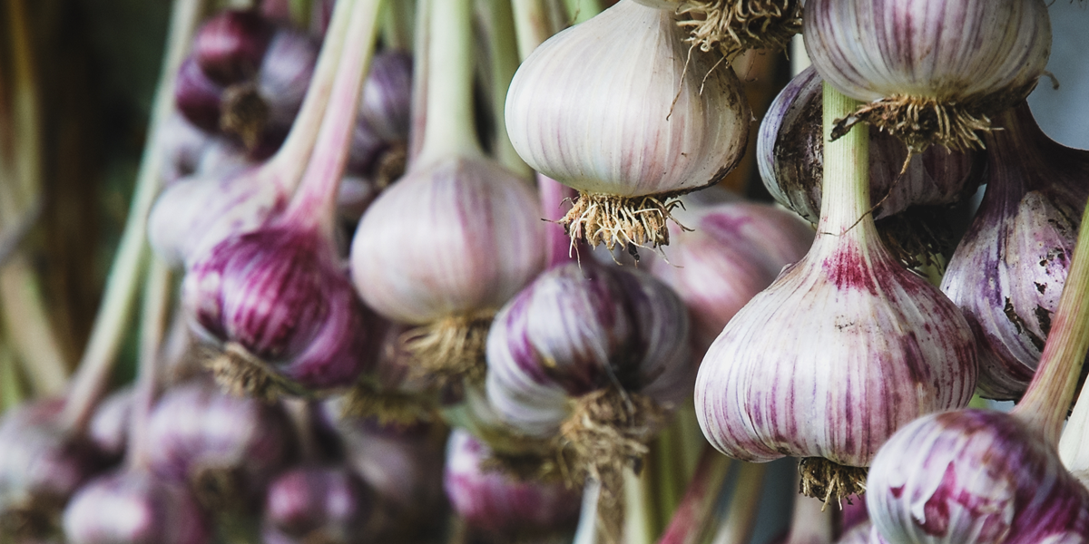 bunches of white and purple garlic, looking very pretty. garlic can be planted in the fall garden and harvested the following summer