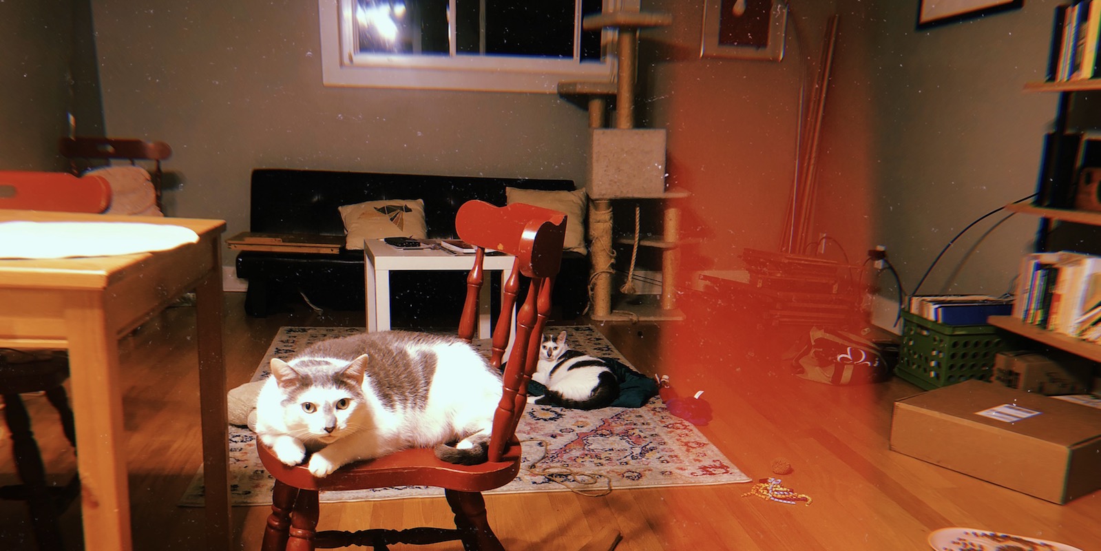 portrait of a home scene featuring two cats