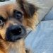 No Filter: Sarah Paulson and Holland Taylor HAVE ANOTHER DOG!!!