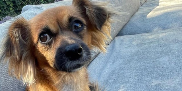 A close up of a brown dog with floppy ears and large chocolate brown eyes and a black short snout. The dog is sitting on a fluffy grey couch outside.