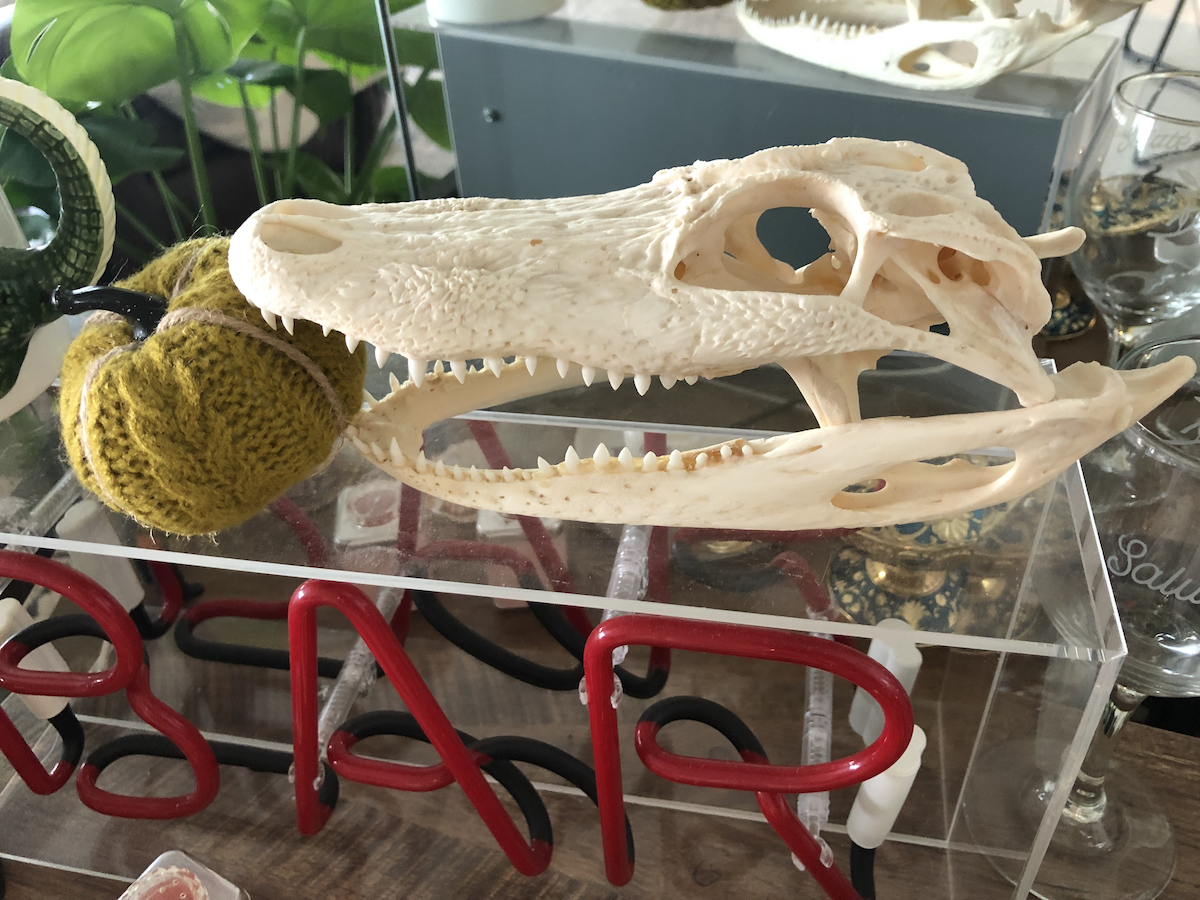 a gator skull biting a knit pumpkin on a bar cart