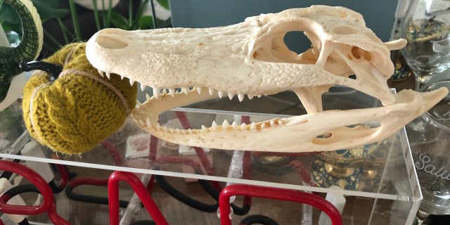 An alligator scull with a pumpkin on top of a clear bar