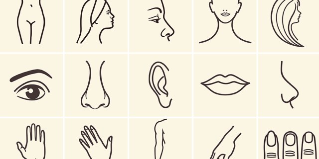 An illustration of different body parts, including eyes, lips, ears, nose, hands, waist, hair, and fingers.