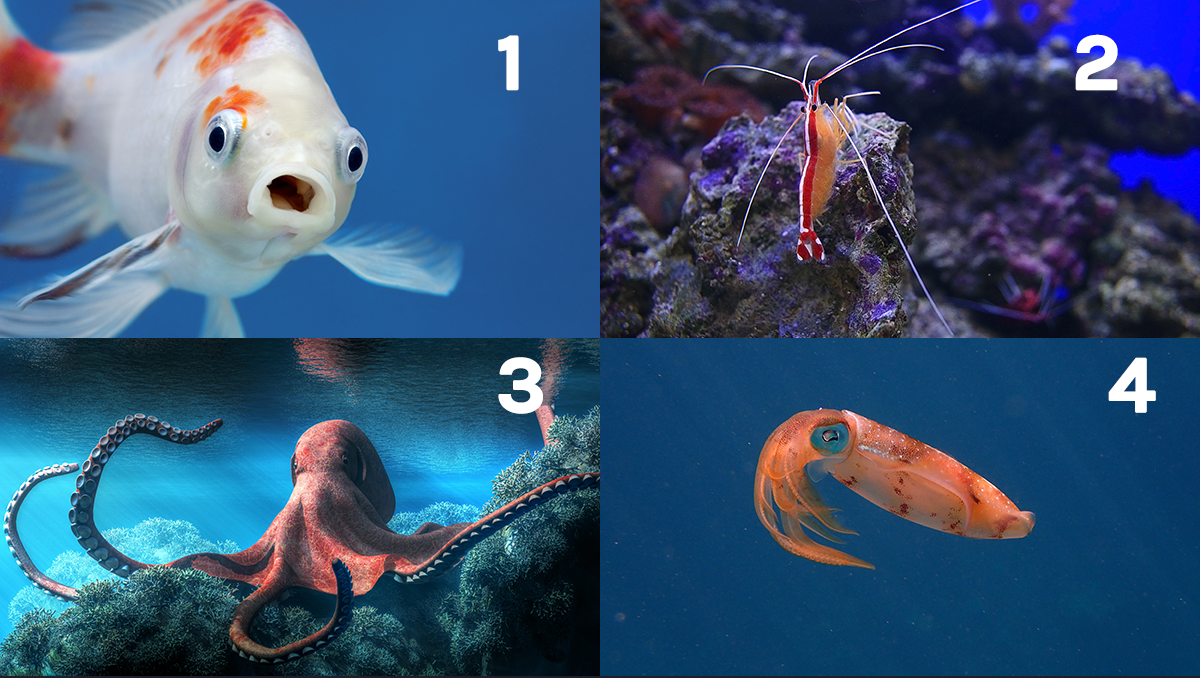 A goldfish, a shrimp, an octopus, and a squid