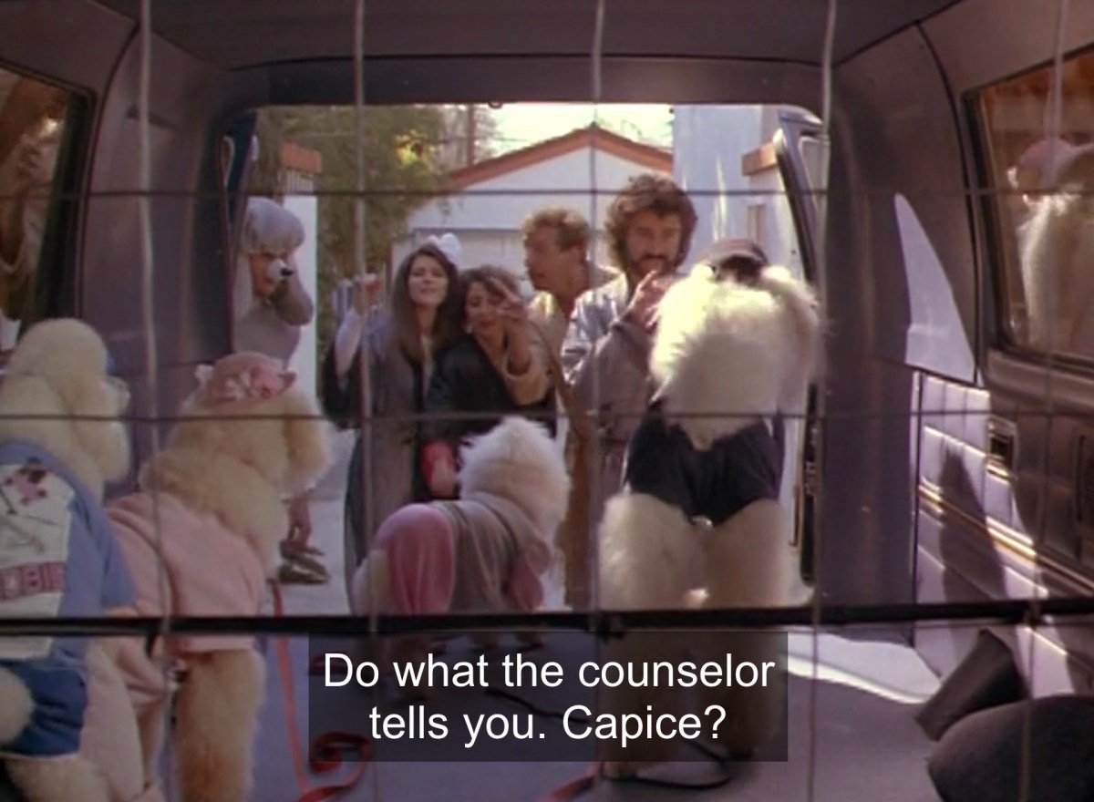 poodles in the back of a van, caption reads "Do what the counselor tells you. Capice?"
