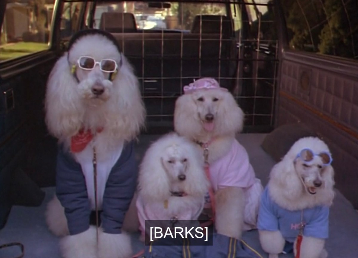 Poodles barking