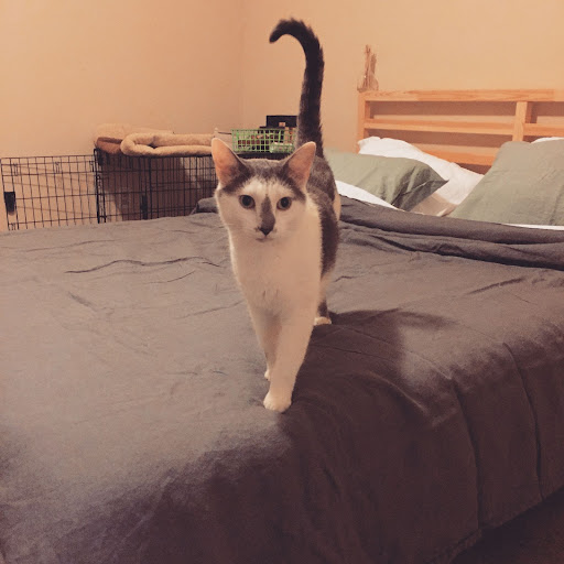 a white and grey cat stands on the edge of a well made bed with their tail in the air looking pleased