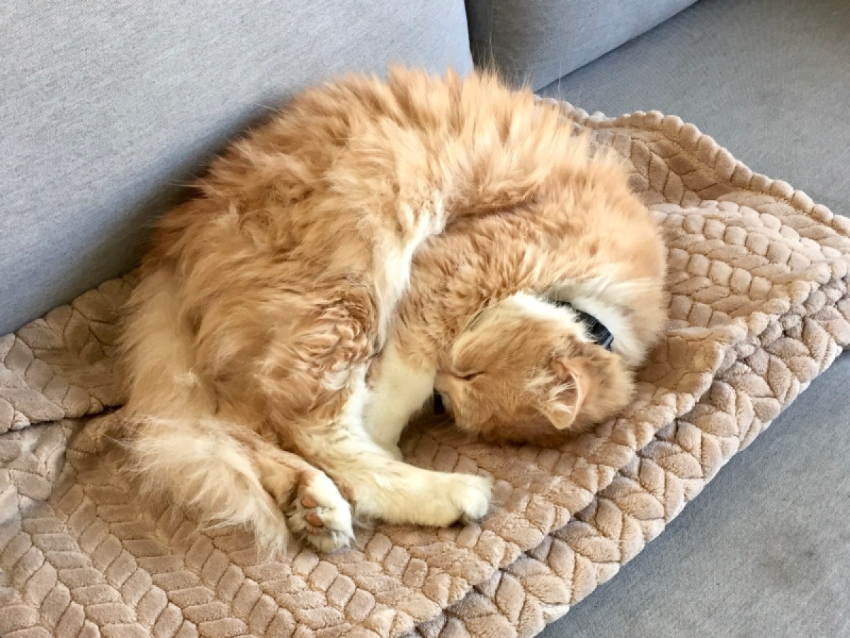 Malcolm, an orange Siberian mix, laying with his head tucked all the way down under his very fluffy fur and tail, doing his best to be completely round. The roundness is astonishing! He is just the roundest boy.