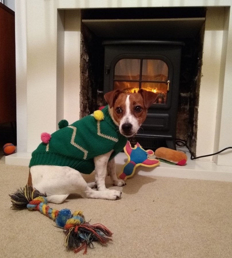 Here is Peggy in her green festive jumper in front of our brand new fire, looking a little pensive.