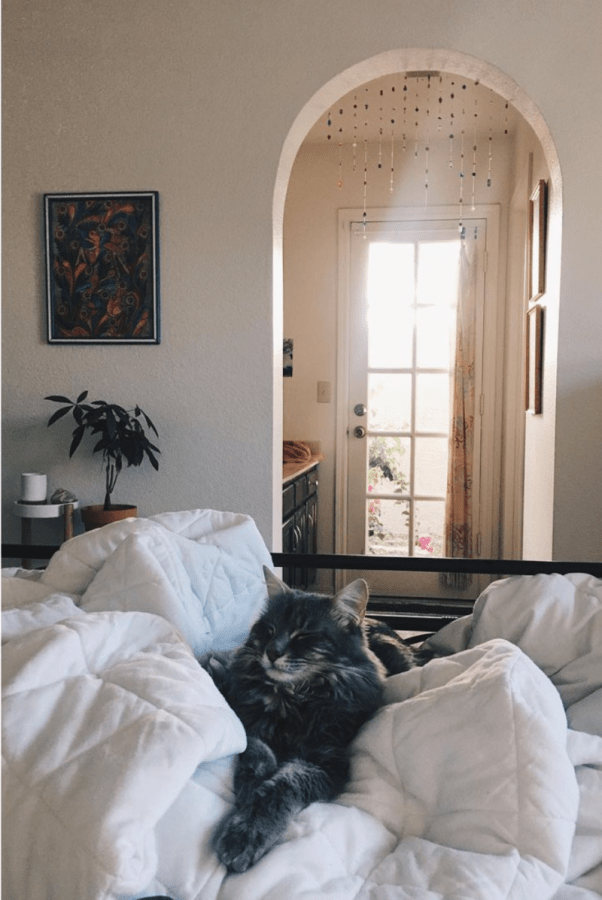 Winona Forever lies in a cozy, fluffy bed while sunlight streams into her home.