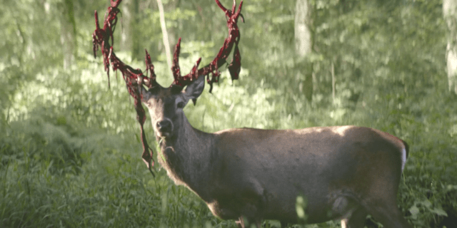 Yellowjackets 106 recap screenshot of a deer with bloody antlers