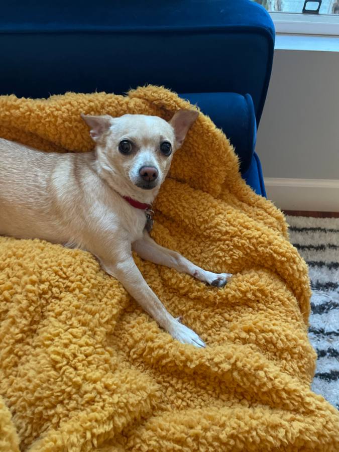 Carol, a beautiful perfect chihuahua, stretches atop her personal mustard-colored blanket, draped on a blue velvet couch.