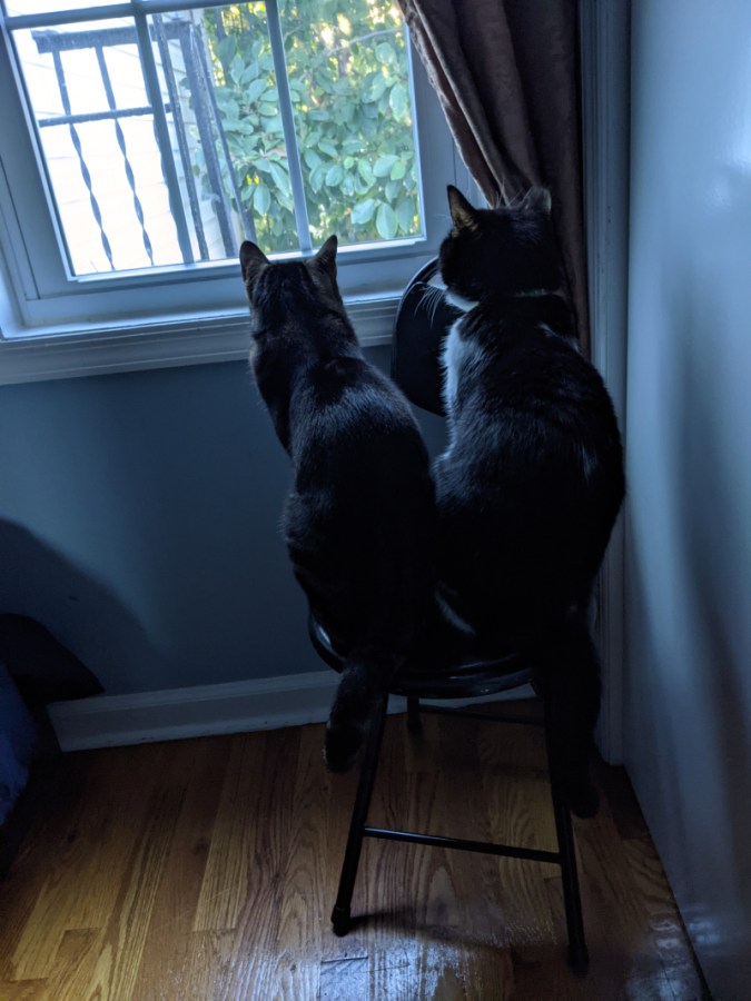 Edmond, a tuxedo cat with a couple of white tears in his tuxedo on the back, and Lyo, a black and brown tabby, sit side by side on a black chair, looking out the window, which looks onto the wrought-iron rungs of a fire escape with a magnolia tree in the background.