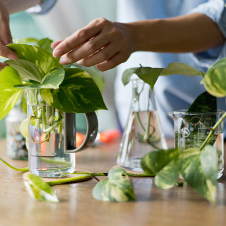 The hands of a person in a blue shirt examine the leaves of a small plant in a glass container. Some plant cuttings are on the table beside it.