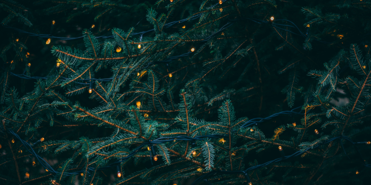 close up on pine tree covered in light christmas lights