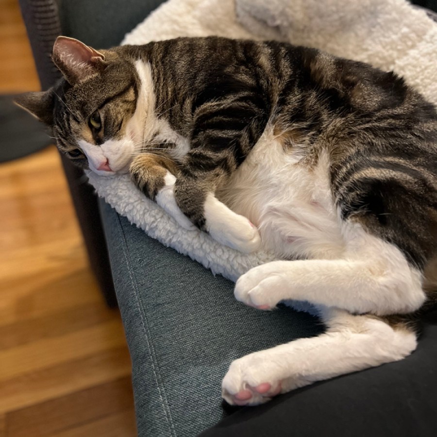 Socks, a grey and white-striped tabby, relaxes inside a heated cat bed that is too small for his giant body.