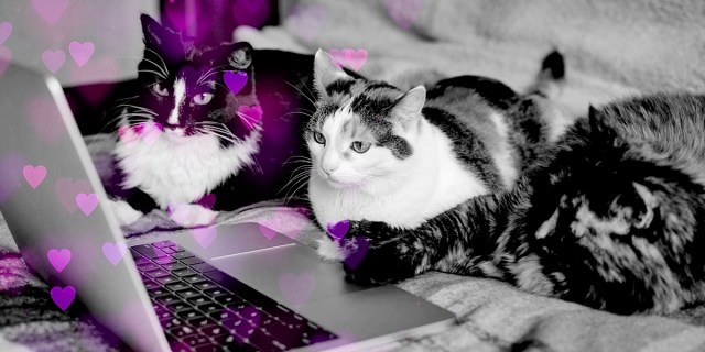 Three cats sitting in front of a computer
