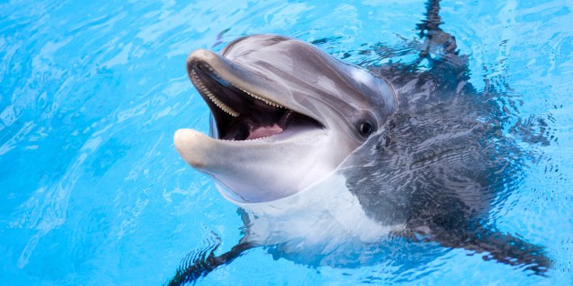 A Dolphin is so excited about all of their lesbian sex!
