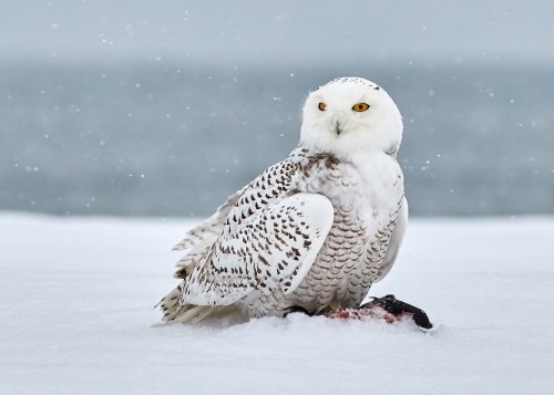 a white snowy owl sat on the snow