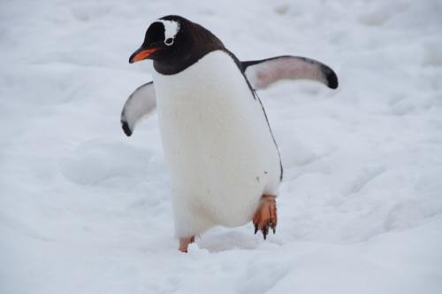 a gentoo penguin frolicking in the snow