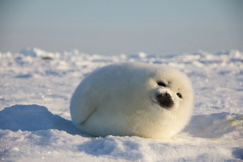 a baby harp seal being a round fluffy ball on the snow