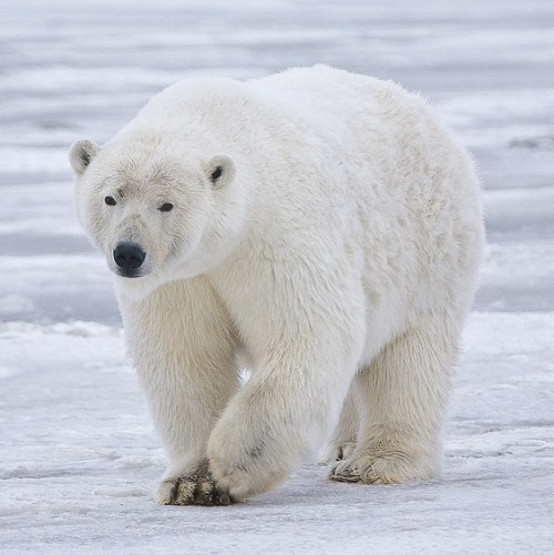 a polar bear on ice