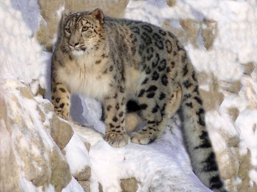 a snow leopard prowling on a snowy mountainside