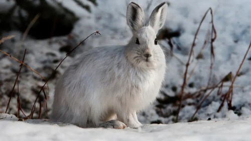 a snowshoe hare in a snowy forest