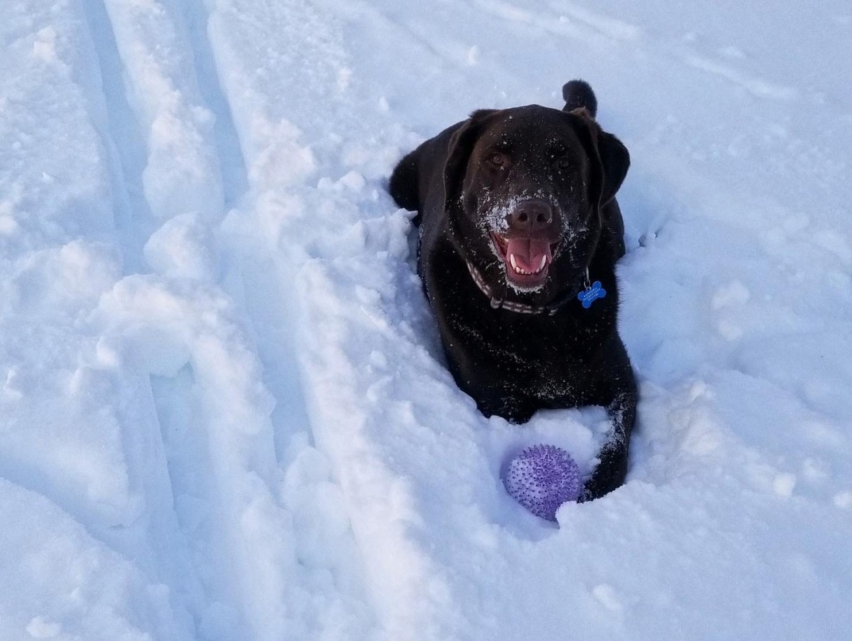 Here Ringo grins while lying in the snow, his face is powdered with snow and his ball toy is in front of him in the snow.