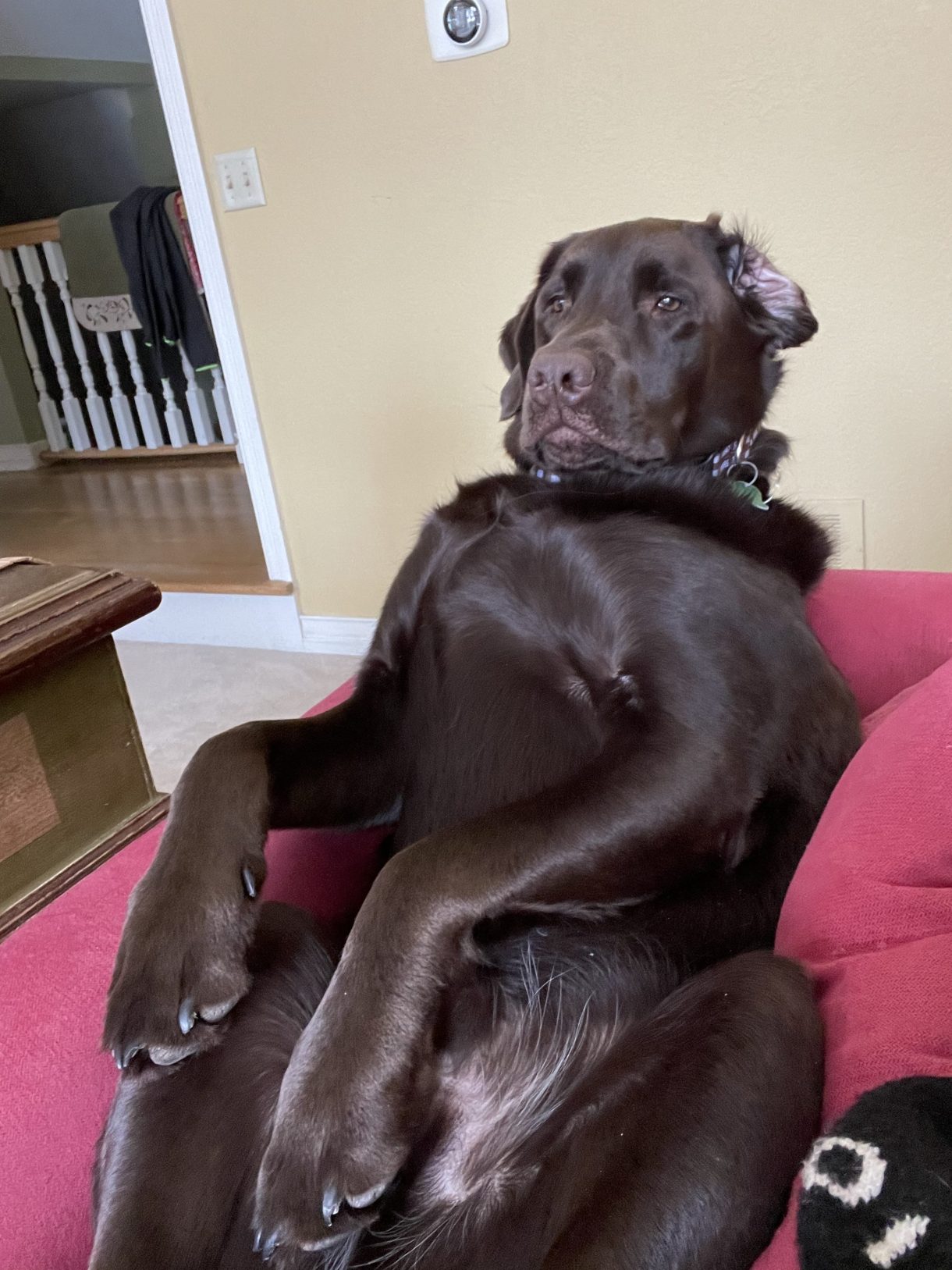 Here, Ringo lays back on a couch, his belly exposed and his paws flopping. He looks pretty funny trying to sit like a human!