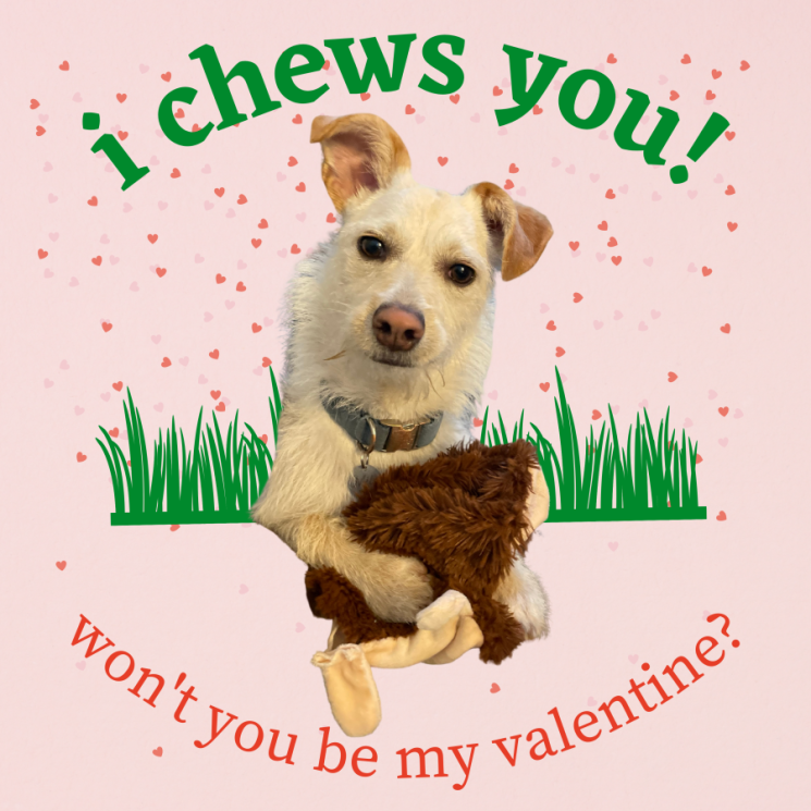 My terrier pup Milo, clutching a toy. Text says "I chews you! Won't you be my Valentine?"