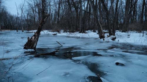 an icy lake in a gloomy forest