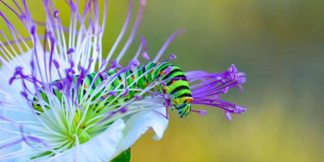 Beautiful bright green caterpillar nestled in a purple flower