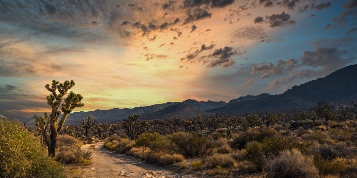 A trail cuts through the Mojave Desert at sunrise. A Joshua Tree is visible on the left and desert shrubs are visible on either side.